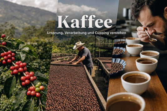Kaffee Ursprung, Verarbeitung und Cupping verstehen